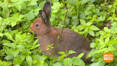 Глэмпинг – это что-то новенькое? Доброе утро. Фрагмент
