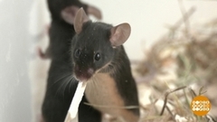 Осторожно, мышиная лихорадка! Доброе утро. Суббота. Фрагмент 