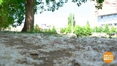 Тополиный пух, жара, аллергия… Доброе утро. Фрагмент