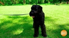 Если собака не слушается… Доброе утро. Фрагмент