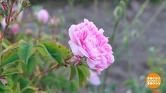 Крымские розы: красота какая! А запах!.. Доброе утро. Фрагмент 