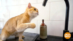 Учим кошку пить из миски. Доброе утро. Фрагмент