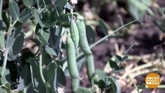 Гороховая «Увертюра». Доброе утро. Фрагмент