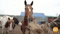 Снится мне деревня… Доброе утро. Фрагмент