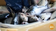 «Красная» путина — главная рыбалка года! Доброе утро. Фрагмент