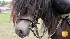 А пони – тоже кони! Доброе утро. Фрагмент 