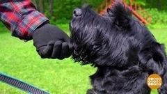 Дрессируем собаку. Доброе утро. Фрагмент