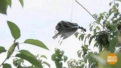 Защищаем огород: «вороны» из бутылок и поющие трубы. Доброе утро. Фрагмент