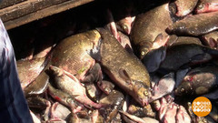 Клевое место. Доброе утро. Фрагмент