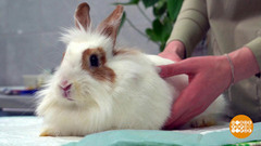 Как ухаживать за декоративными кроликом. Доброе утро. Фрагмент