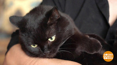 Как помочь животным в жару. Доброе утро. Фрагмент 