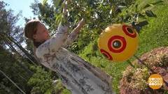 Чем защитить урожай от птиц. Доброе утро. Фрагмент