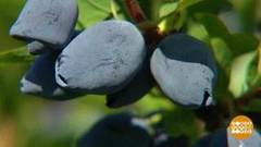 Ягодный сезон, на старт! Доброе утро. Фрагмент