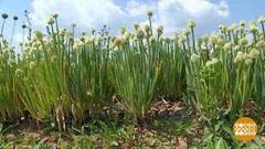 Лук: все оттенки зеленого. Доброе утро. Фрагмент