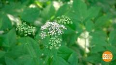 Такие полезные сорняки. Доброе утро. Фрагмент 