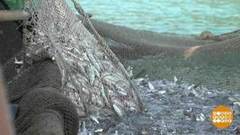 Ловись, рыба, и побольше! Доброе утро. Суббота. Фрагмент 