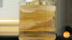 Как чайный гриб комбучей стал. Доброе утро. Фрагмент 