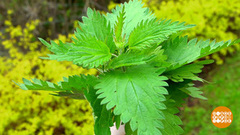 Пирожки с крапивой. Доброе утро. Фрагмент