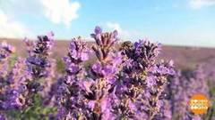 Крым. Море лаванды… Доброе утро. Фрагмент 