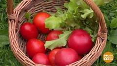 Урожай: много не бывает! Доброе утро. Фрагмент