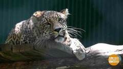 Выпускной у леопардов. Доброе утро. Фрагмент