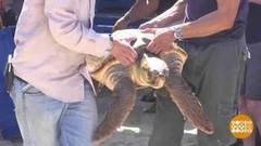 Спасение черепах. Доброе утро. Суббота. Фрагмент 