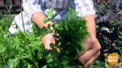 Зелень: сушим, солим, замораживаем. Доброе утро. Фрагмент 