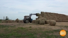 Сено — дело тонкое. Доброе утро. Фрагмент 