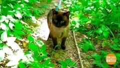 Прогулка с котом. Доброе утро. Фрагмент 