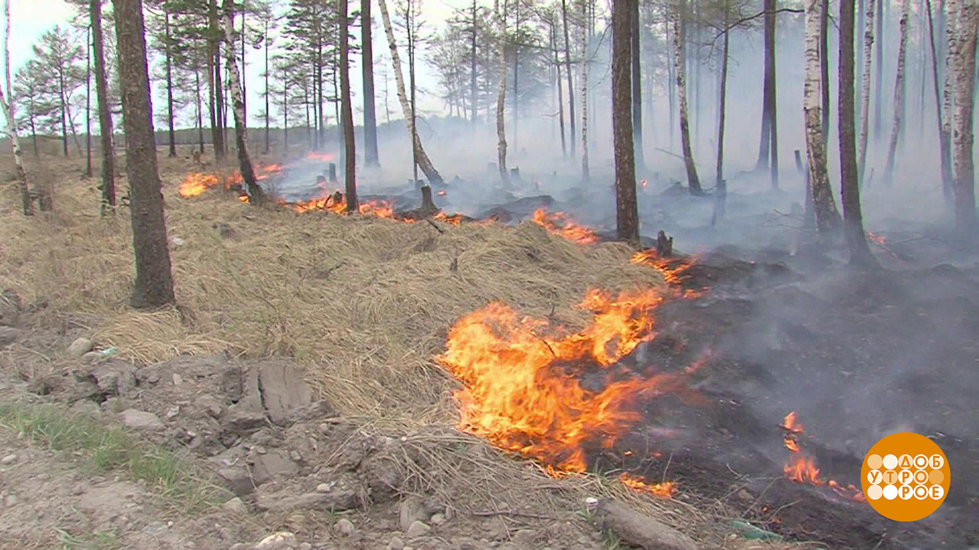 Последние лесные пожары в россии. Лесные пожары. Лес после пожара. Лесные пожары в Иркутской области. Лесные пожарные.