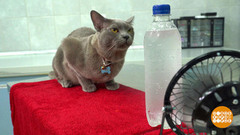 Чтобы собакам и кошкам не было жарко. Доброе утро. Фрагмент 