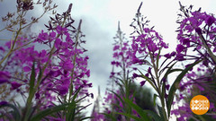 Секреты иван-чая. Доброе утро. Фрагмент 