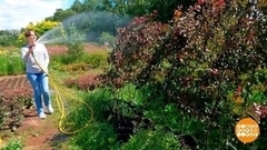 Поливаю-поливаю, а урожай не радует. Почему? Доброе утро. Фрагмент