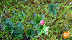 Кто будет есть морошку — Пушкин? Доброе утро. Фрагмент