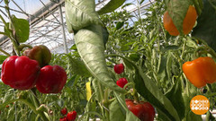 Сладкие перцы: цвет имеет значение. Доброе утро. Фрагмент