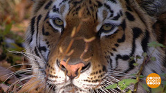 Загадки амурских тигров. Доброе утро. Фрагмент