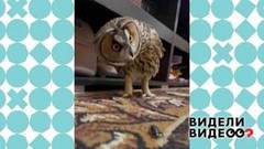 Совенок познает мир. Видели видео? Фрагмент