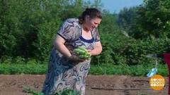 Овощи и фрукты: большая сушка. Доброе утро. Фрагмент 