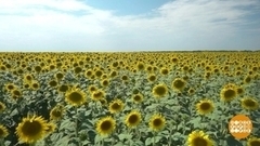 Целое море... подсолнухов. Доброе утро. Фрагмент