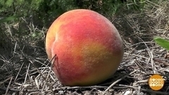 Зачем персику пушок? Доброе утро. Фрагмент