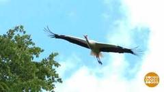 Аисты прилетели! Доброе утро. Фрагмент 