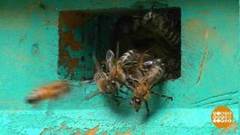 Здравствуй, пчела, давай знакомиться! Доброе утро. Фрагмент 