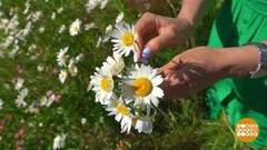 Такая полезная ромашка. Доброе утро. Фрагмент 