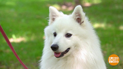 Собака на улице: операция «социализация». Доброе утро. Фрагмент 