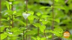 Мята: природный фумигатор. Доброе утро. Фрагмент 