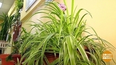 Оранжерея в подъезде: а соседи не против? Доброе утро. Фрагмент 