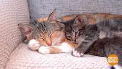 Бездомных животных — в хорошие руки. Доброе утро. Суббота. Фрагмент 