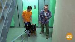 Дмитрий Талабуев выгуливает собаку. Доброе утро. Фрагмент