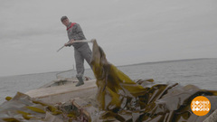 Ламинария, дар северных морей. Доброе утро. Фрагмент 