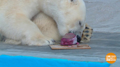 Урожай — в зоопарк. Доброе утро. Фрагмент